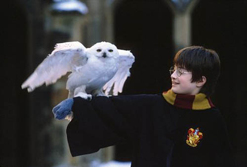 Kamień Filozoficzny - Hedwiga i Harry.jpg