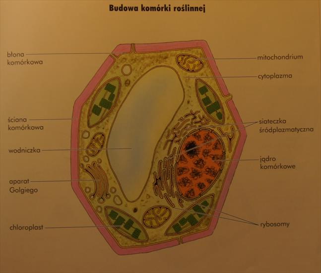 Biologia - Budowa komórki roślinnej.JPG
