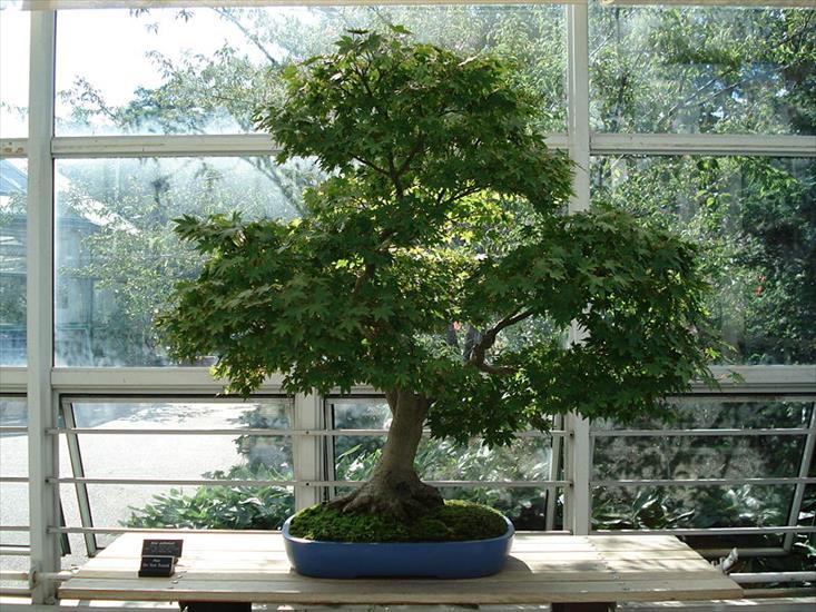 zdjecia bonsai - bonsai 25.JPG