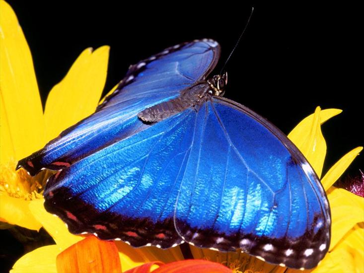 OWADY,PAJĄKI I INNE - blue_morpho_butterfly_e.jpg