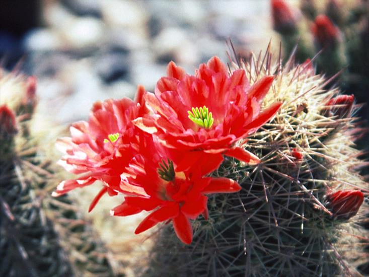 Kwiaty1 - Red_Cactus_Flower,_Arizona,_USA.jpg