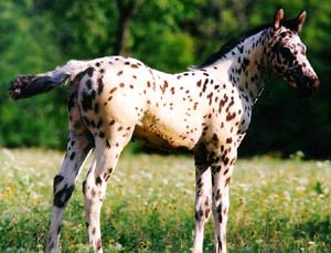 Piękne Konie - Colorado Ranger Horse.jpg