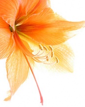 Tapety do telefonów - Orange_Flower.jpg