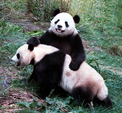 Pandas - 71.jpg