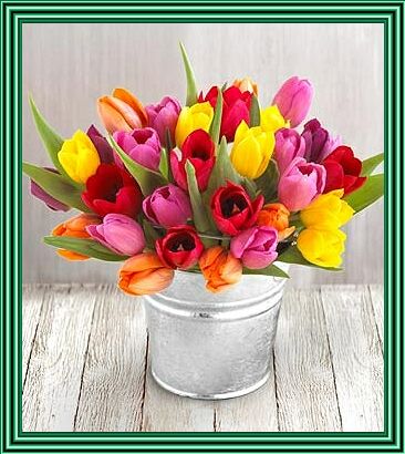 tulipany - t55555555.jpg