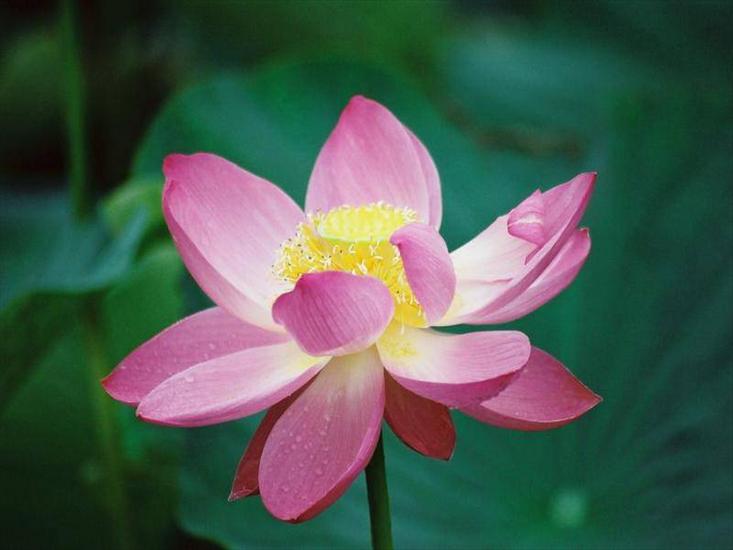 Nenufary-lilie wodne - kwiatki 24.jpg