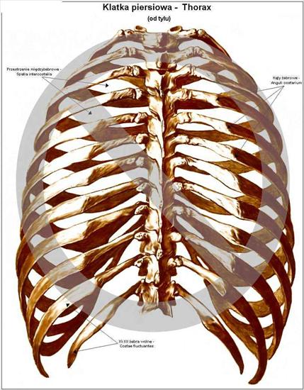 anatomia - n1.jpg