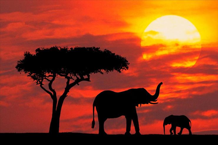 Webshots Collections - Mother and Baby Silhouetted at Sunrise, Kenya  Adam Jones.jpg