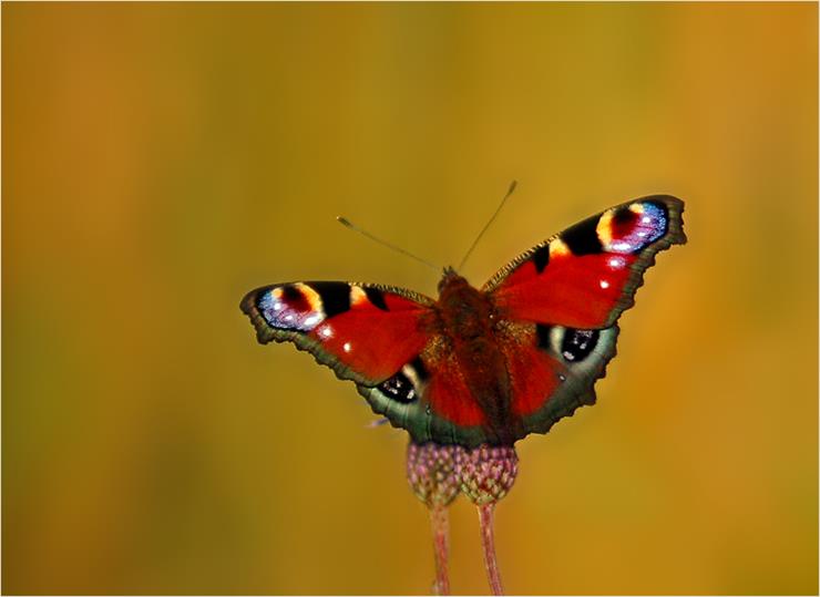 Piękne motyle - MOTYLE 366.jpg