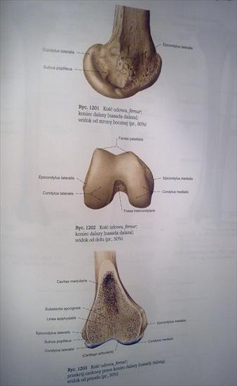 Anatomia - 21112009_021.jpg