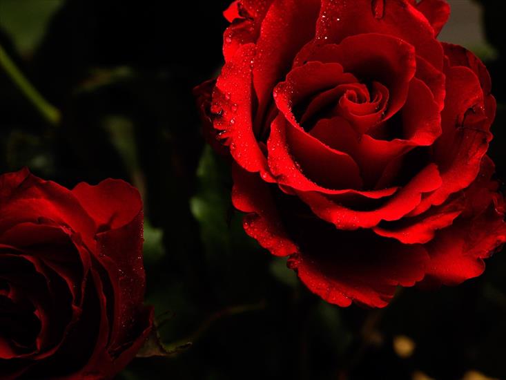 elwirkkaa - Background of the Roses 5.jpg