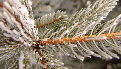  natURe - Snowy_pine.jpg