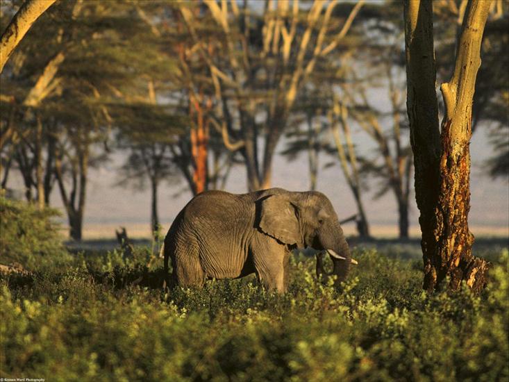 animal - African Elephant, Tanzania, Africa.jpg