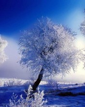 176x220 - winter-frost.jpg