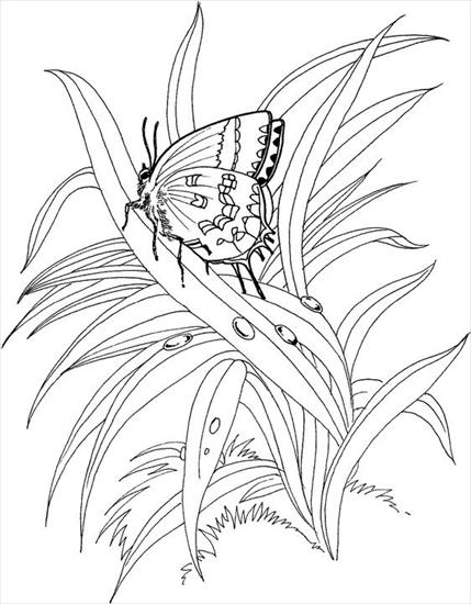 Motyle gąsienice - motyle - kolorowanka 90.GIF