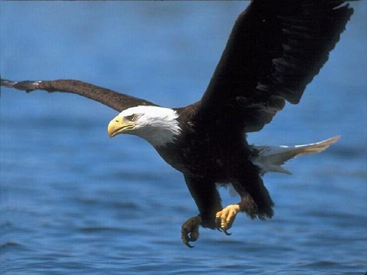 Przyroda - american-eagle.jpg