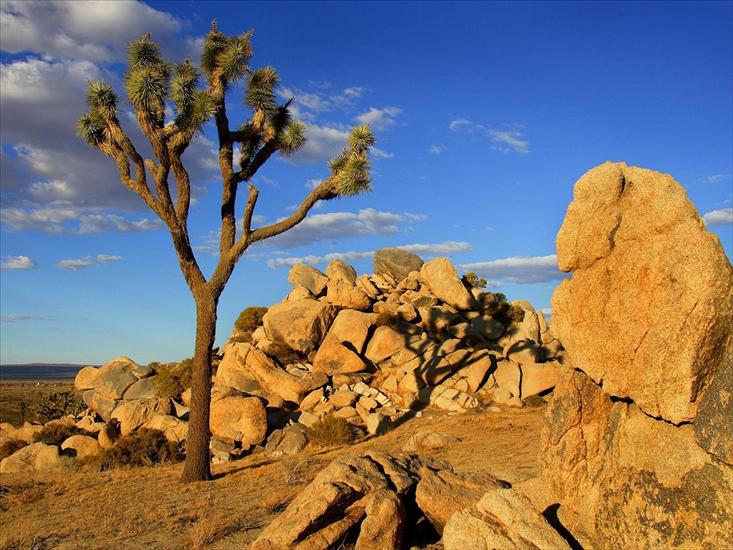 KRAJOBRAZY3 - Joshua Tree, Mojave Desert, Littlerock, California.jpg