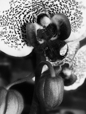 Orchide i Storczyki - 15583_b.jpg