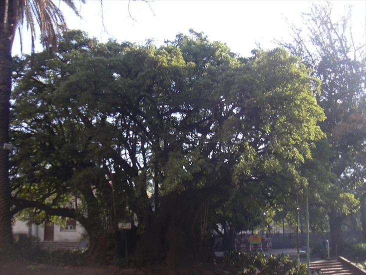 BONSAI - bonsai-a 37.jpg