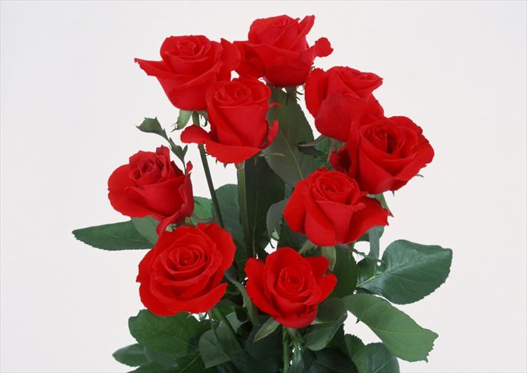 czerwone róże - ws_Love_Bunch_1024x768.jpg