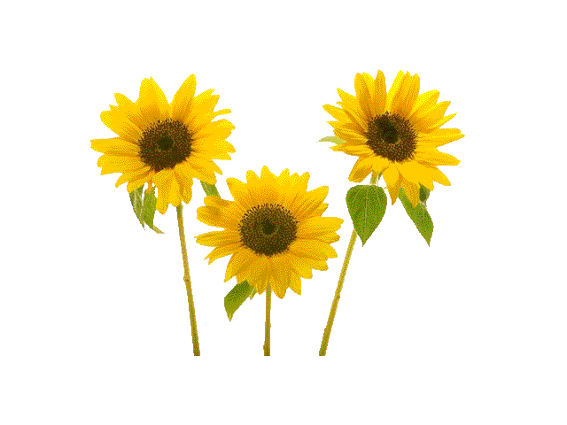  RÓŻNE 5 - sunflower.gif