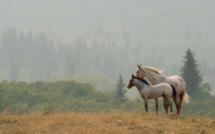 Konie... dumne konie - pair-of-beautiful-horses.jpg