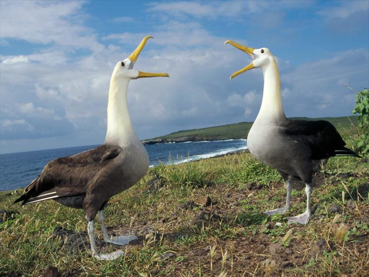 Zwierzęta - Courtship Display, Waved Albatross, Galapagos.jpg