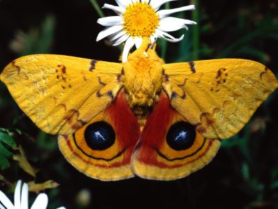 Motyle - normal_IO Moth.jpg