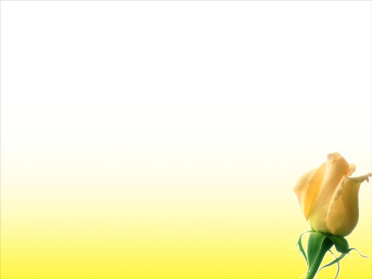 róże - yellow-clean-flower.jpg