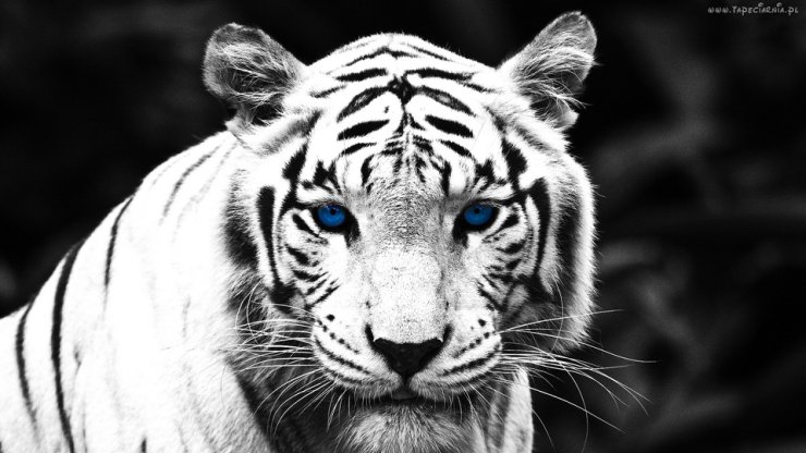 Zwierzęta - 110994_bialy_tygrys_oczy.jpg