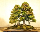 bonsai  lasy-   - 165636arbo1_triident_maple2.jpg
