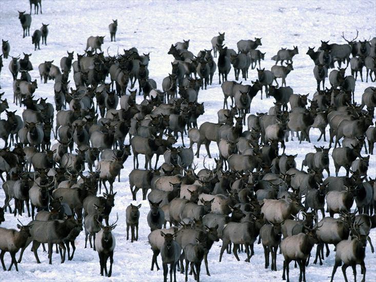 Tapety zwierzęta świat - Winter Elk Herd, Grand Teton National Park.jpg