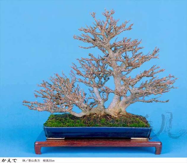 bonsai michal_r-60 - netsuranari 1.jpg