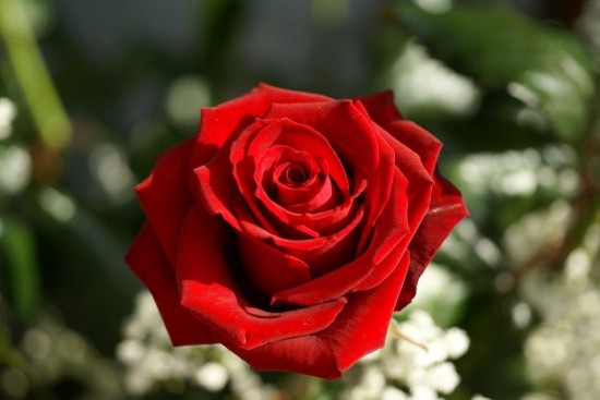 Dla Ciebie Oliwko.....Buziaczki - Kopia 2 Roses 21.jpg