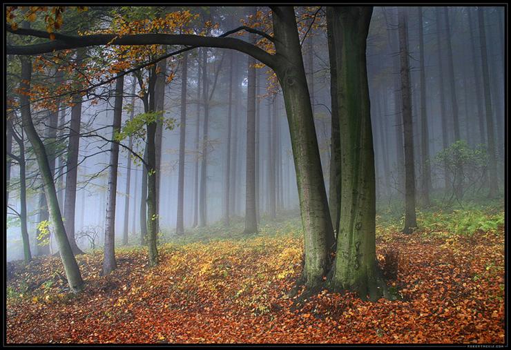 Forest  trees - R_G_B_by_robertmekis.jpg