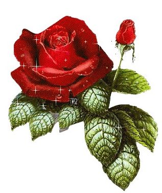 Róże - r076.jpg