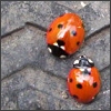 Awatary natura - avatar_ladybird.jpg