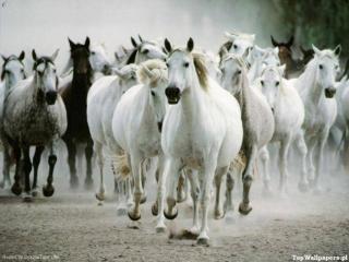 Konie - stado_koni.jpg