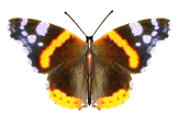motyle i owady - butterfly404.gif