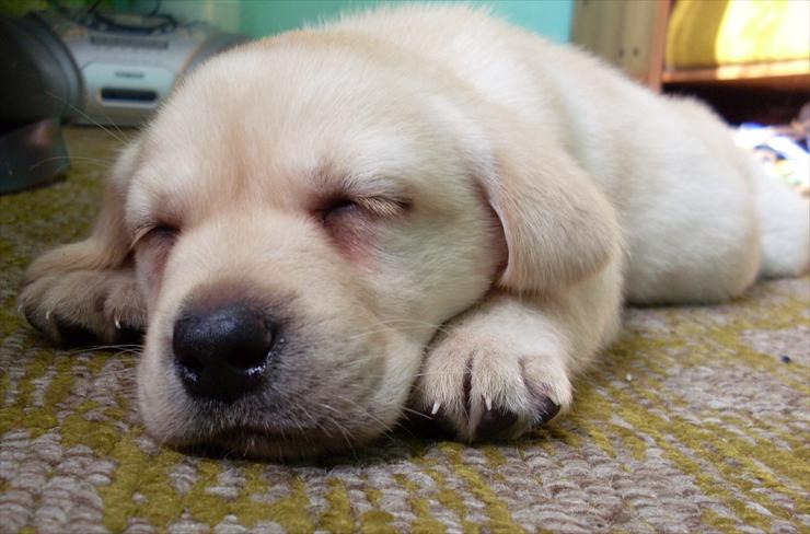 Labrador - Śpiący Labi.JPG