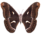 Motyle - 17.gif