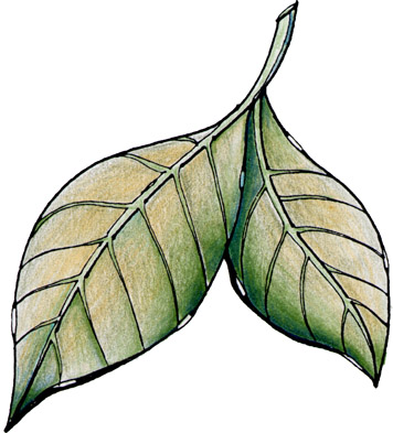 Jesienne liście - Leaf05.jpg