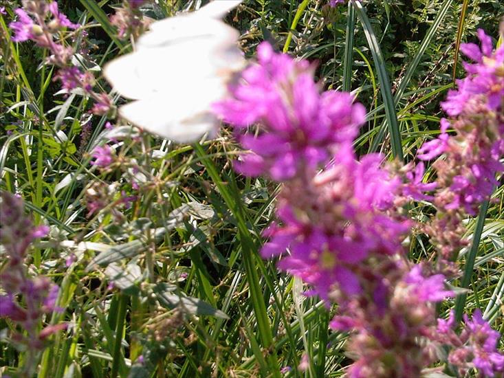  Motyle na kwiatach - Zdjęcia-0053.jpg