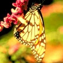 tapetki - animals - Butterfly.jpg
