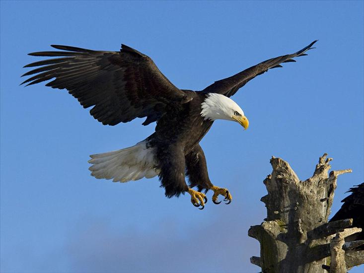 ORZEL - Bald Eagle, Homer, Alaska.jpg