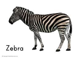 Zwierzęta - zebra.jpg