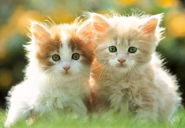Koty JPG TAPETY - Zwierzęta 47.jpg