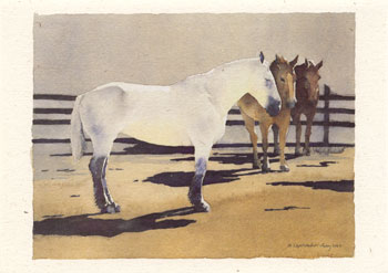 Horses - 331.jpg