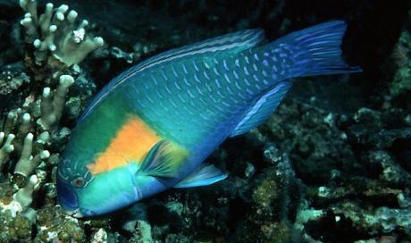 FOTO RYBKI I INNE - 372203-bower_s_parrotfish_super.jpg