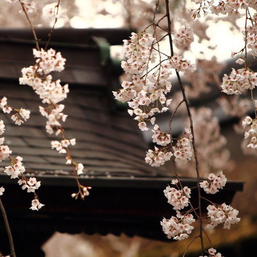 sakura - large.jpg